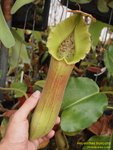P1010138_nEO_IMG Nepenthes truncata