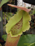 P1010139_nEO_IMG Nepenthes truncata