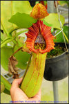 nEO_IMG_DSC_8529 truncata pasian