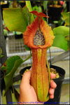 nEO_IMG_DSC_8530 truncata Red Flush
