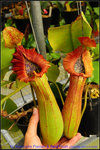 nEO_IMG_DSC_8619 truncata pasian & Red Flush
