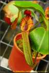 DSC_1092_nEO_IMG N. truncata x veitchii