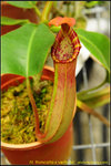 DSC_1093_nEO_IMG N. truncata x veitchii