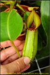 DSC_2125_nEO_IMG  Nepenthes truncata x veitchii