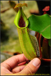 DSC_2867_nEO_IMG Nepenthes truncata x veitchii
