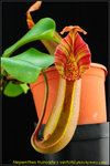 DSC_2994_nEO_IMG Nepenthes truncata x veitchii