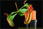 DSC_2996_nEO_IMG Nepenthes truncata x veitchii