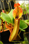 DSC_3870_nEO_IMG Nepenthes truncata x veitchii
