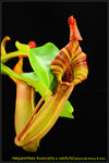 DSC_4240_nEO_IMG Nepenthes truncata x veitchii