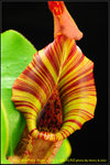 DSC_4248_nEO_IMG Nepenthes truncata x veitchii