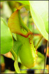 DSC_4277_nEO_IMG Nepenthes truncata x veitchii
