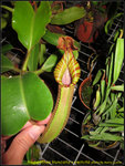 IMG_0038_nEO_IMG  Nepenthes truncata x veitchii