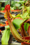 nEO_IMG_DSC_8923 Nepenthes truncata x veitchii