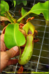 nEO_IMG_DSC_8925 Nepenthes truncata x veitchii