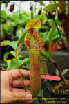 DSC_3025_nEO_IMG Nepenthes truncata x ( stenophylla x lowii )
