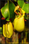 DSC_0113_nEO_IMG Nepenthes veitchii
