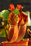 DSC_1026_nEO_IMG Nepenthes veitchii - Bario