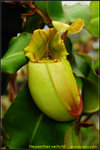 DSC_1095_nEO_IMG Nepenthes veitchii