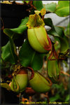 DSC_1096_nEO_IMG Nepenthes veitchii