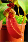 DSC_2374_nEO_IMG Nepenthes veitchii - Bario