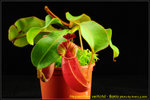 DSC_2378_nEO_IMG Nepenthes veitchii - Bario