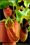 DSC_2602_nEO_IMG Nepenthes veitchii - Bario