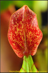 DSC_2604_nEO_IMG Nepenthes veitchii - Bario