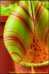 DSC_2606_nEO_IMG Nepenthes veitchii - Bario