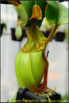 DSC_2839_nEO_IMG Nepenthes veitchii - Bario