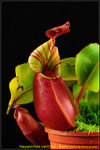 DSC_3130_nEO_IMG Nepenthes veitchii - Bario