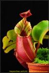 DSC_3131_nEO_IMG Nepenthes veitchii - Bario