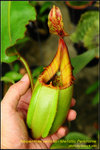 DSC_4294_nEO_IMG Nepenthes veitchii - Metallic Peristome