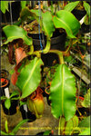 DSC_4295_nEO_IMG Nepenthes veitchii - Metallic Peristome