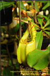 DSC_4378_nEO_IMG Nepenthes veitchii - Metallic Peristome Young Pitcher