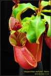 DSC_4708_nEO_IMG Nepenthes veitchii - Bario