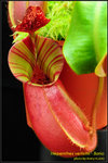 DSC_4712_nEO_IMG Nepenthes veitchii - Bario