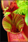 DSC_4714_nEO_IMG Nepenthes veitchii - Bario