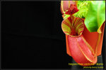 DSC_4718_nEO_IMG Nepenthes veitchii - Bario