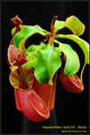 DSC_4722_nEO_IMG Nepenthes veitchii - Bario