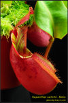 DSC_4724_nEO_IMG Nepenthes veitchii - Bario