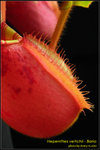 DSC_4729_nEO_IMG Nepenthes veitchii - Bario