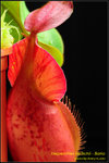 DSC_4730_nEO_IMG Nepenthes veitchii - Bario