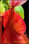 DSC_4732_nEO_IMG Nepenthes veitchii - Bario