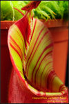DSC_4734_nEO_IMG Nepenthes veitchii - Bario