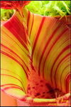 DSC_4735_nEO_IMG Nepenthes veitchii - Bario