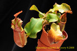 Nepenthes_veitchii_1