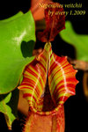 Nepenthes_veitchii_1_002veitchii