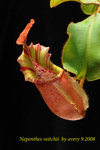 Nepenthes_veitchii_2
