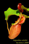 Nepenthes_veitchii_2_002veitchii