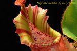 Nepenthes_veitchii_3